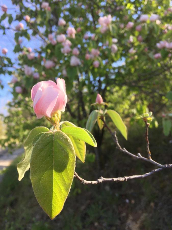 Gite La Cerise Qui Rit La Cresse Exterior foto